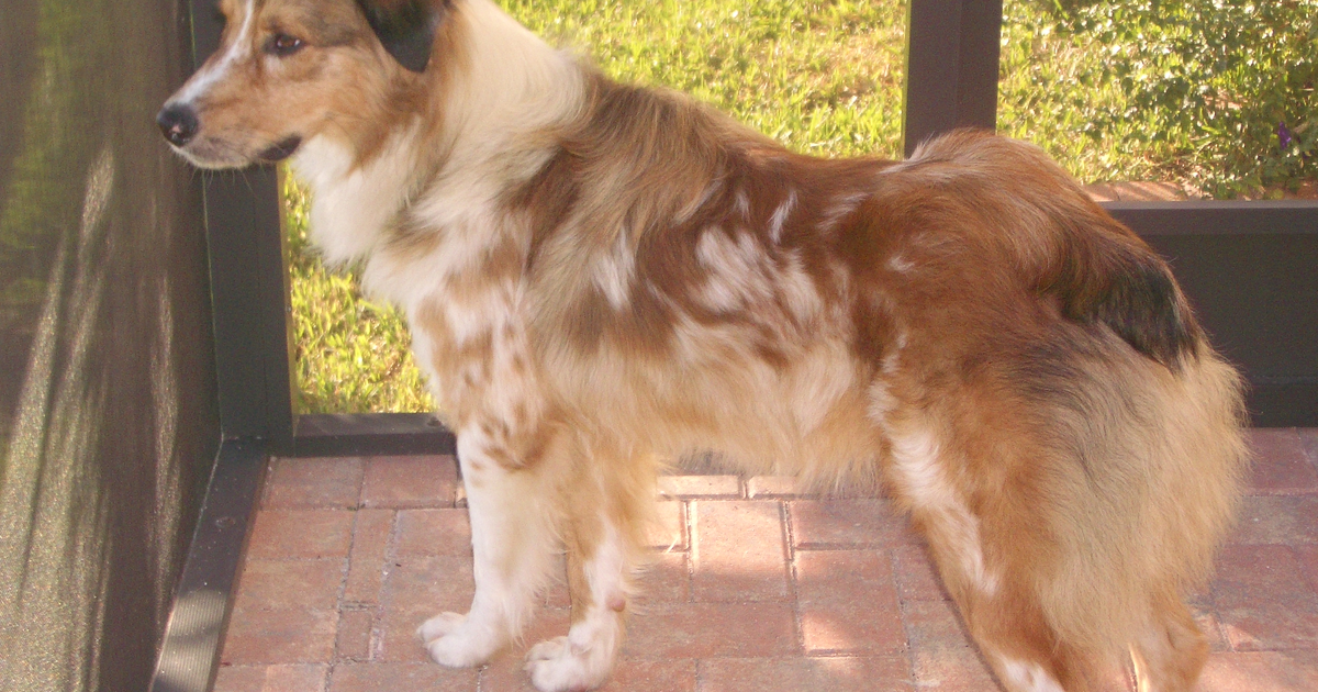 Australian Shepherd
