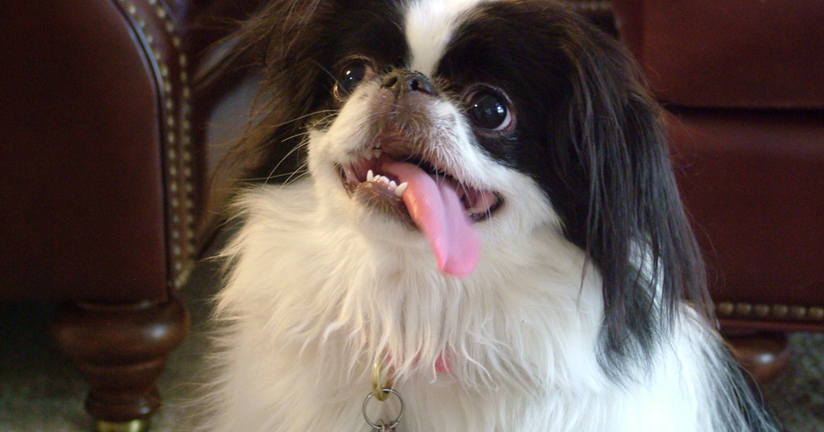 Japan Chin (Japanese Chin)