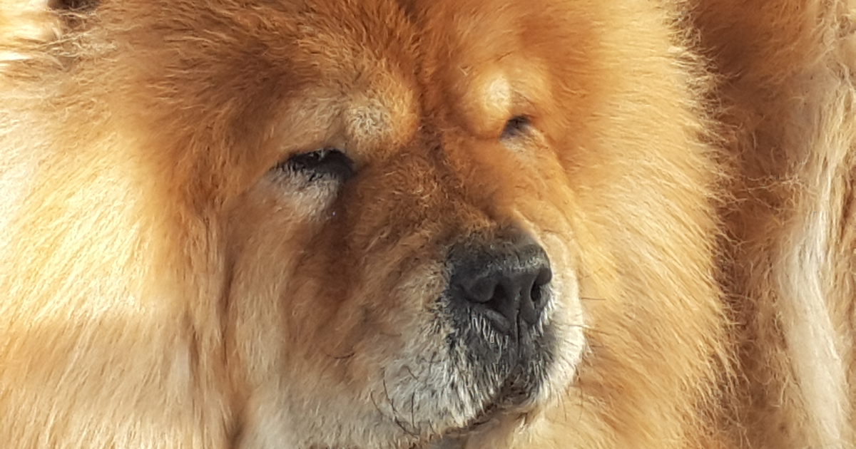松狮犬