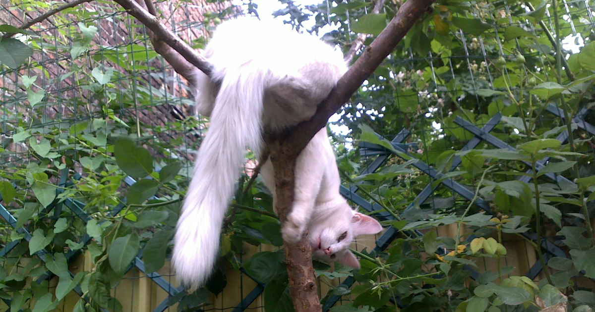 Türkisch Angora Katze Blutgruppe B CMAH