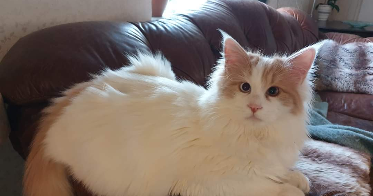 土耳其梵猫 B型血 CMAH