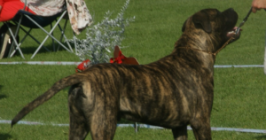 ブルマスティフと犬の多発性網膜症(CMR1)|BEST1遺伝子検査でわかること・わからないこと
