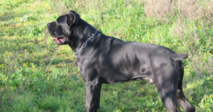 Cane Corso und multifokale Retinopathie (CMR1): Was der BEST1-Gentest wirklich aussagt