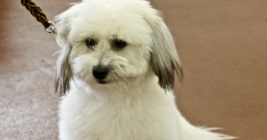 棉花面纱犬与犬多灶性视网膜病变（CMR2）：BEST1基因检测到底能告诉你什么