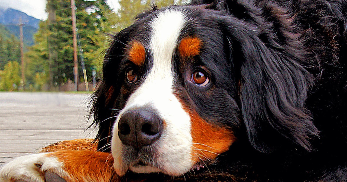 Bernese Mountain Dog