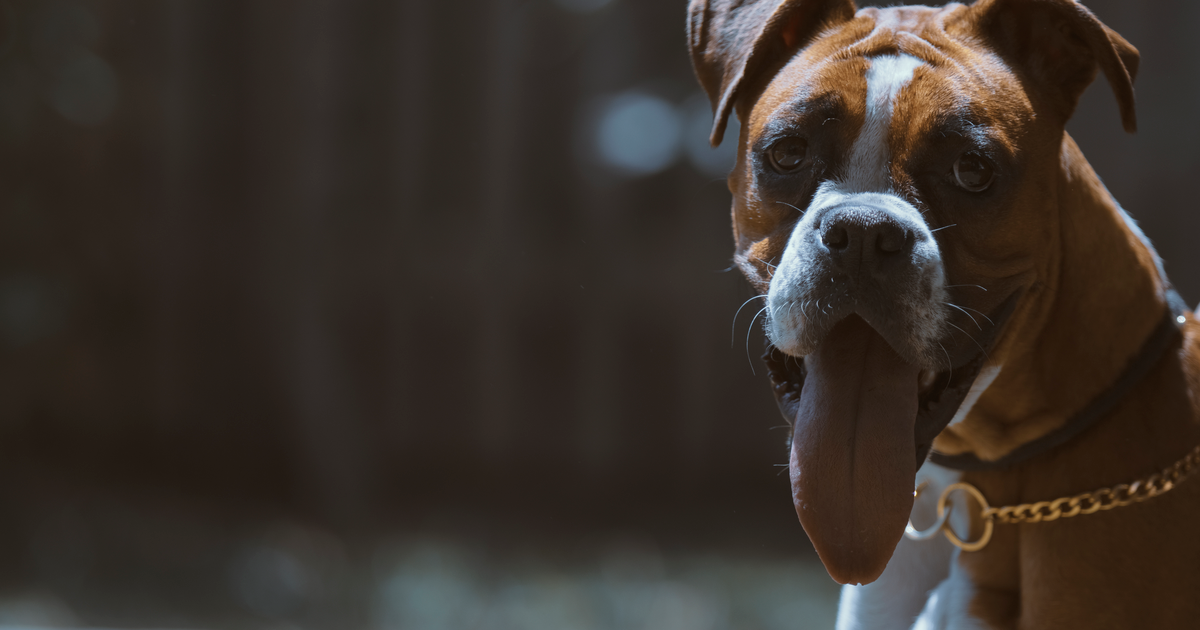 Boxer dog