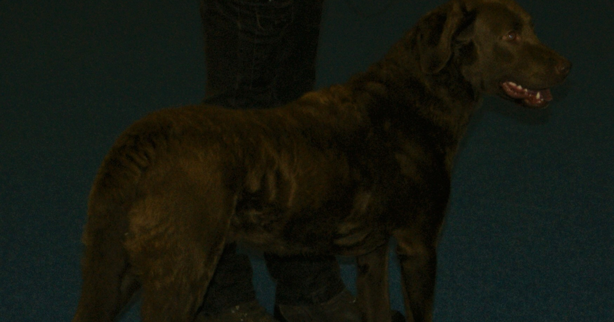 Chesapeake Bay Retriever exercise-induced collapse DNM1