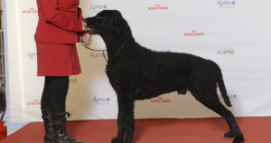 卷毛寻回犬与运动诱发性虚脱（EIC）：DNM1基因、携带率与基因检测的真正意义