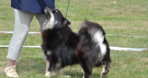 Finnish Lapphund und PRA (prcd): Was der Gentest zeigt — Risiko, Vererbung und Nachtblindheit