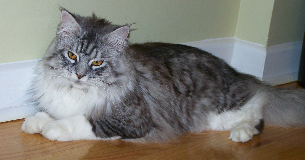 Maine Coon