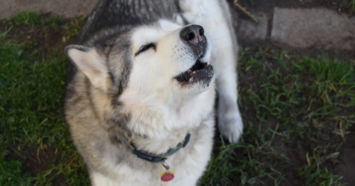 Alaskan Malamute
