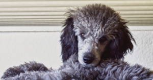 迷你贵宾犬的GM2神经节苷脂沉积症（Sandhoff／HEXB基因）：携带者筛查与繁育