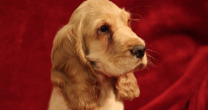 英国可卡犬的磷酸果糖激酶（PFK-M）缺乏症（PFKM基因）：检测名单上有它，但同行评审证据仍属UNVERIFIED