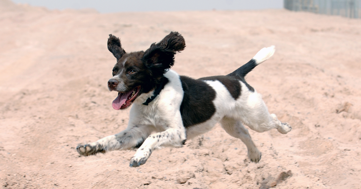 English Springer Spaniel