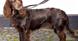 PFK-M-Mangel beim Deutschen Wachtelhund (PFKM): Warum der Standard-Gentest ihn übersehen kann
