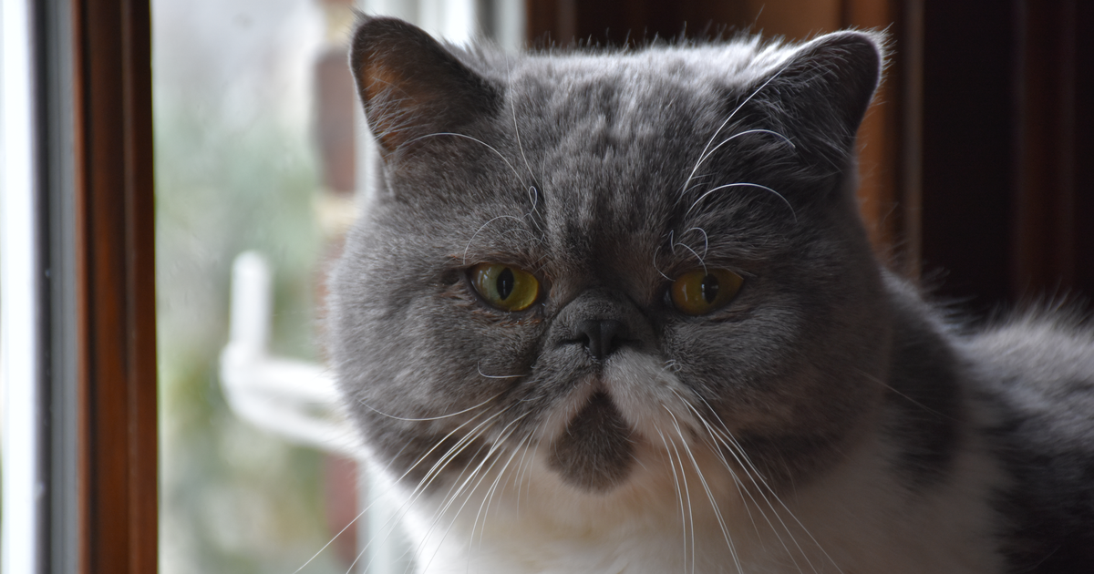 Exotic Shorthair