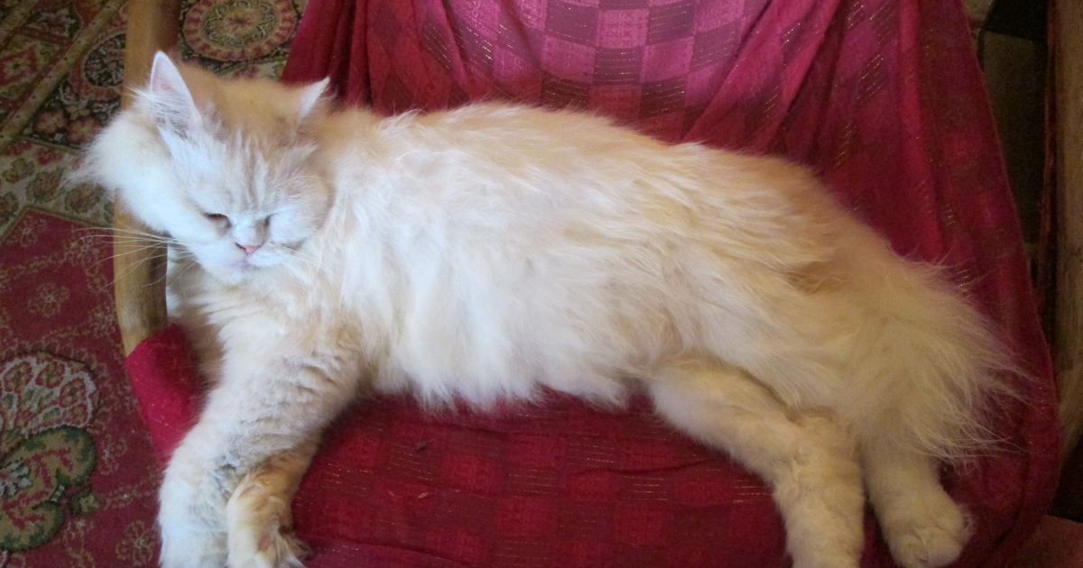 Persian cat