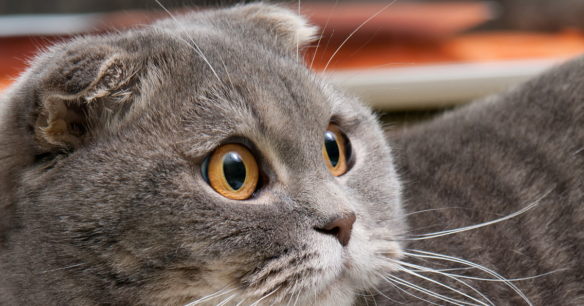 Scottish Fold