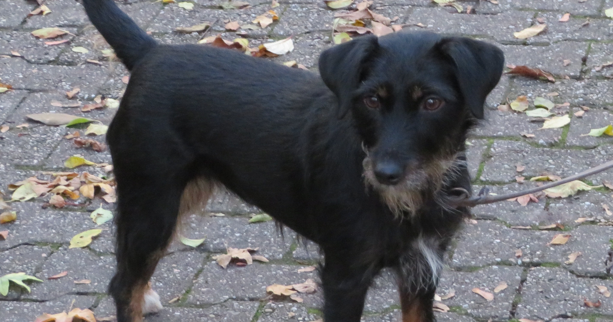 Deutscher Jagdterrier primäre Linsenluxation ADAMTS17