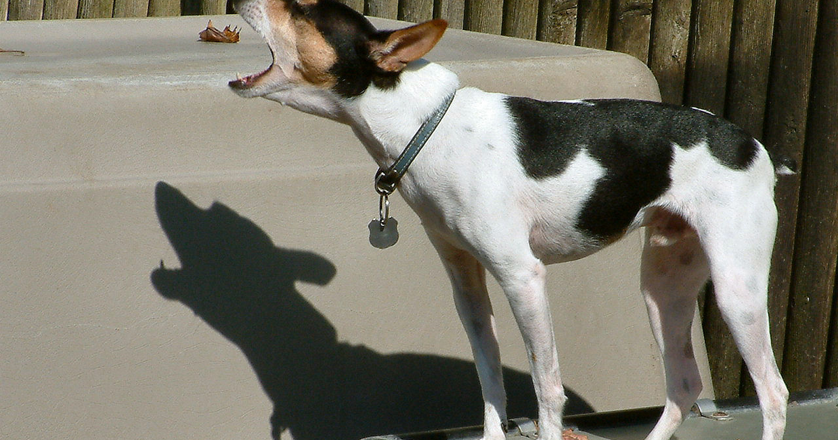 Rat Terrier primary lens luxation ADAMTS17