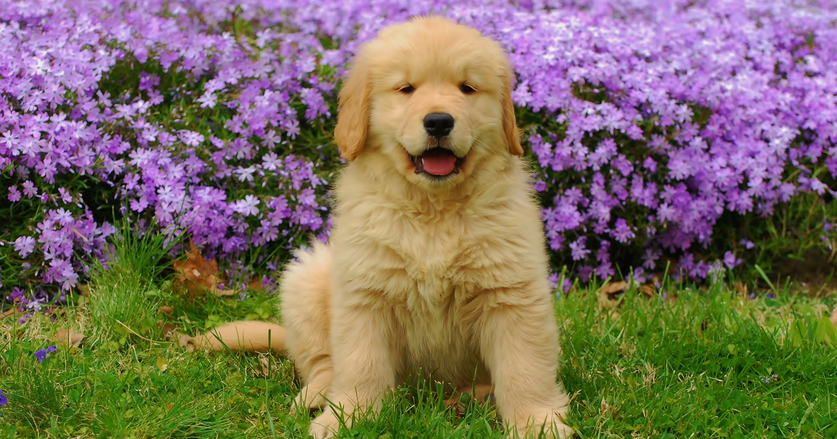 金毛寻回犬 进行性视网膜萎缩 PRA