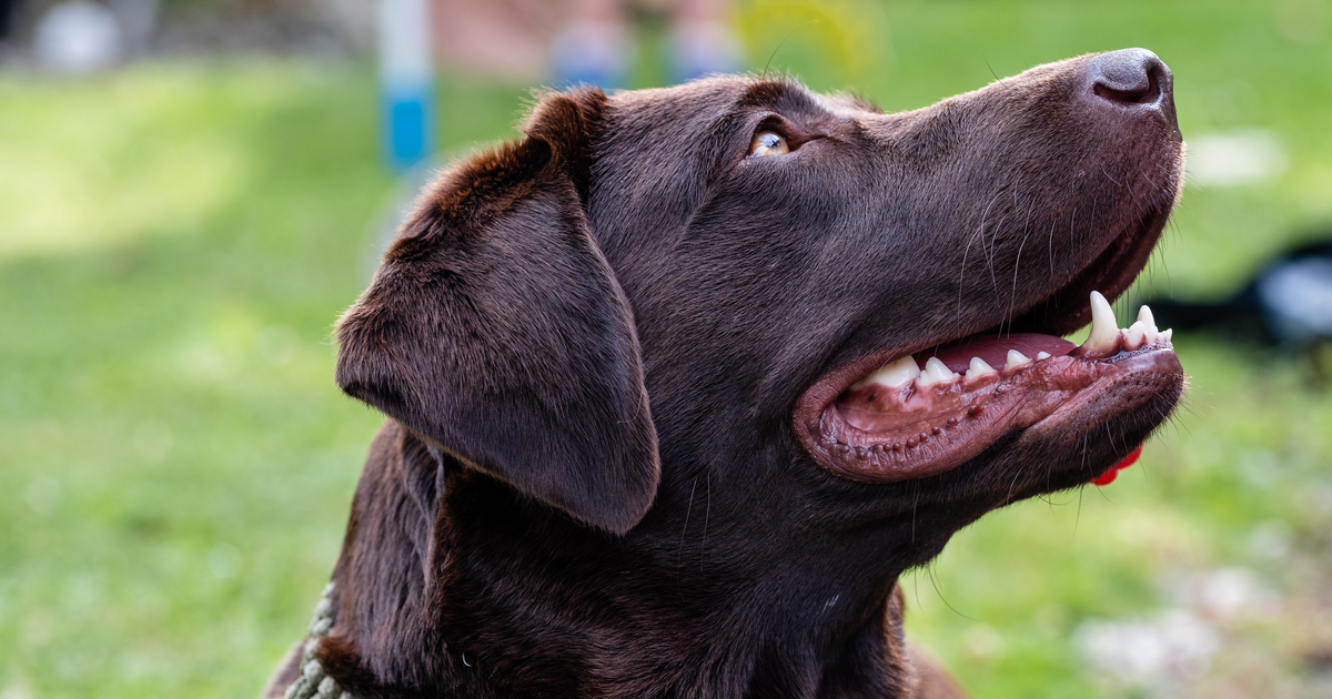 Labrador Retriever progressive retinal atrophy prcd