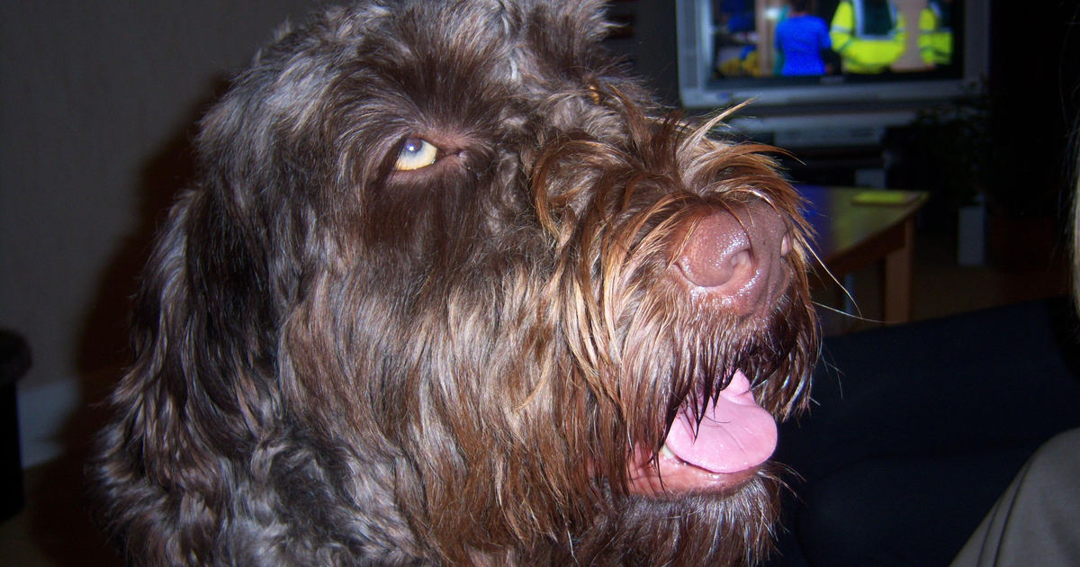 Portuguese Water Dog