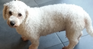 比熊犬遗传性巨血小板症（TUBB1）：血小板大、自动计数偏低却不出血，为何常被误诊