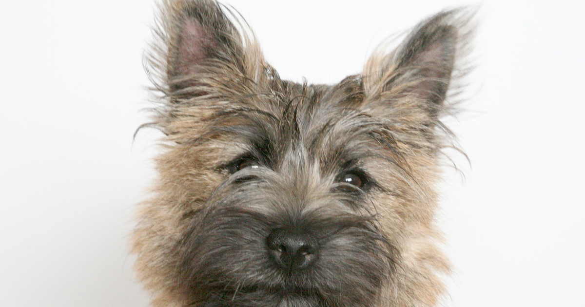 Cairn Terrier Makrothrombozytopenie TUBB1 R2H