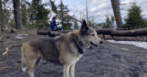 アラスカン・ハスキーのPOANV（RAB3GAP1）｜「犬種ではない犬」の遺伝性神経疾患を日本でどう検査するか
