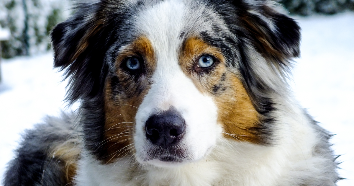 Australian Shepherd