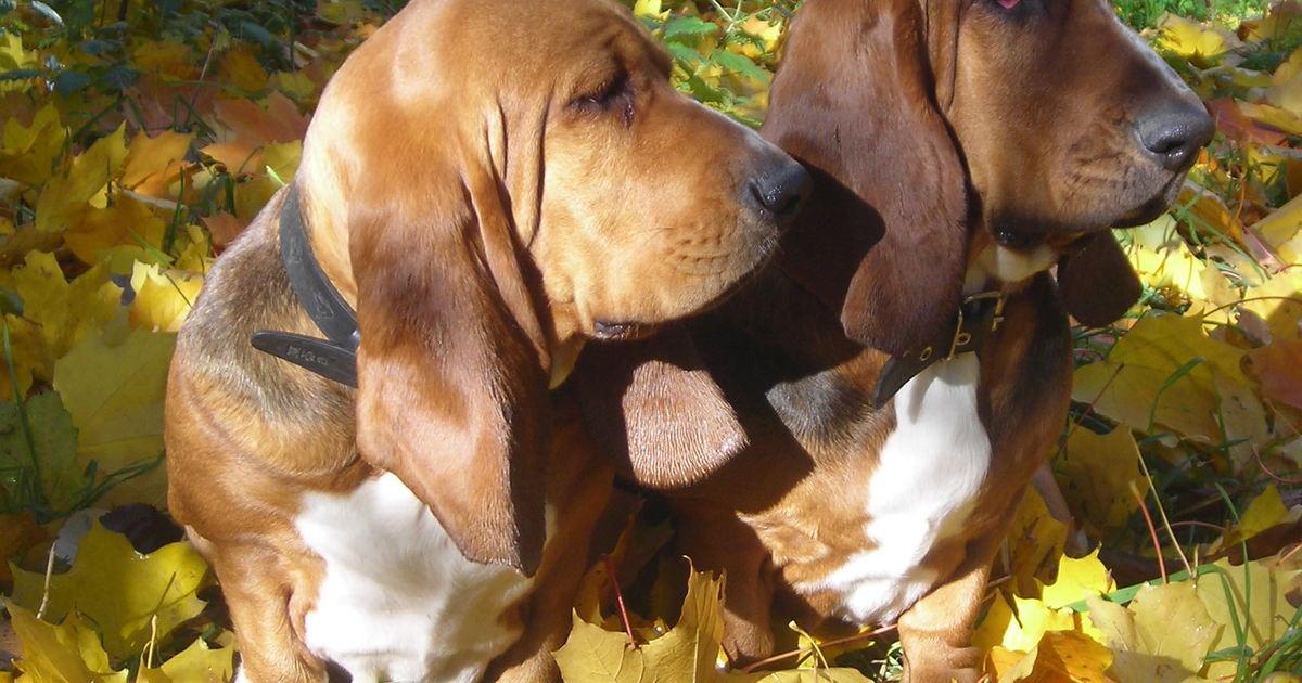 Basset Hound