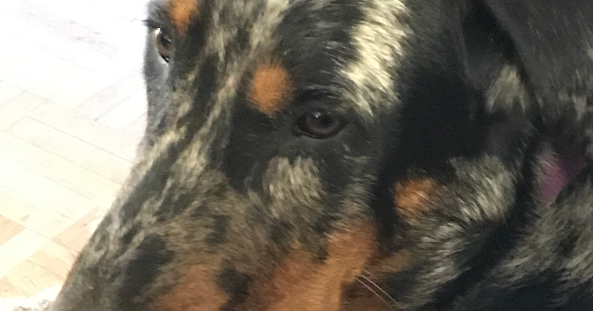 Nahaufnahme eines Beauceron in der Farbvariante Arlequin