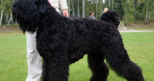 JLPP in the Black Russian Terrier (RAB3GAP1): A Recessive Disease You Can Design Out in One Generation