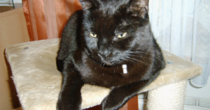 Hypokalaemia in the Bombay Cat (WNK4): 7% Affected — the Highest Rate of Any Burmese-Derived Breed