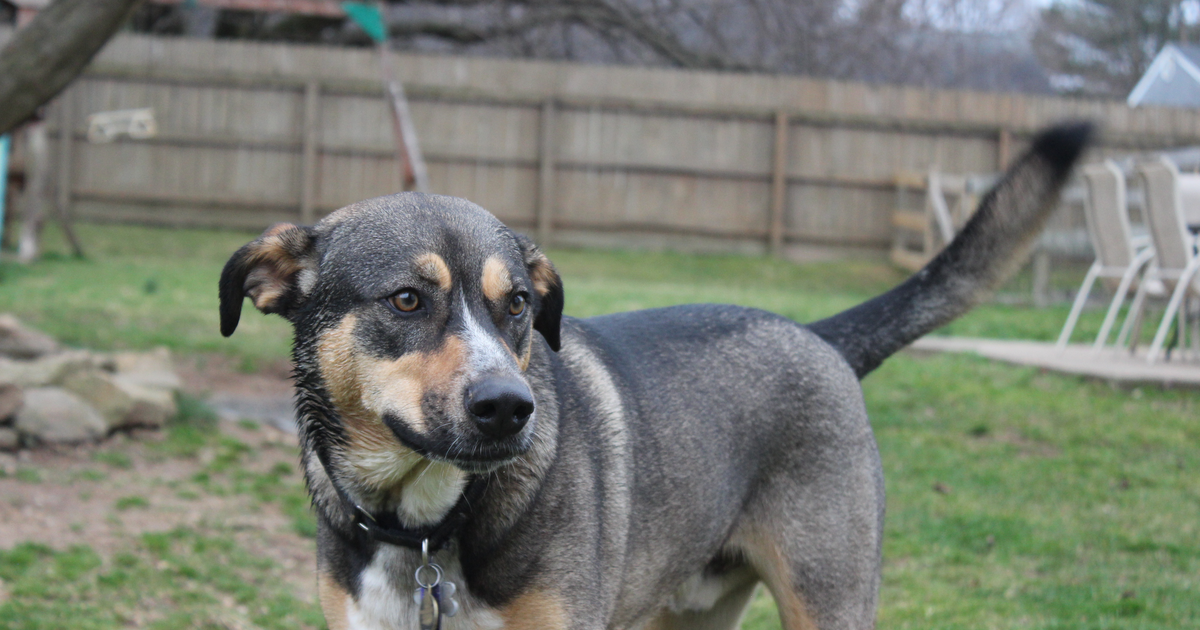 A blue-merle patterned Catahoula Leopard Dog standing in a yard