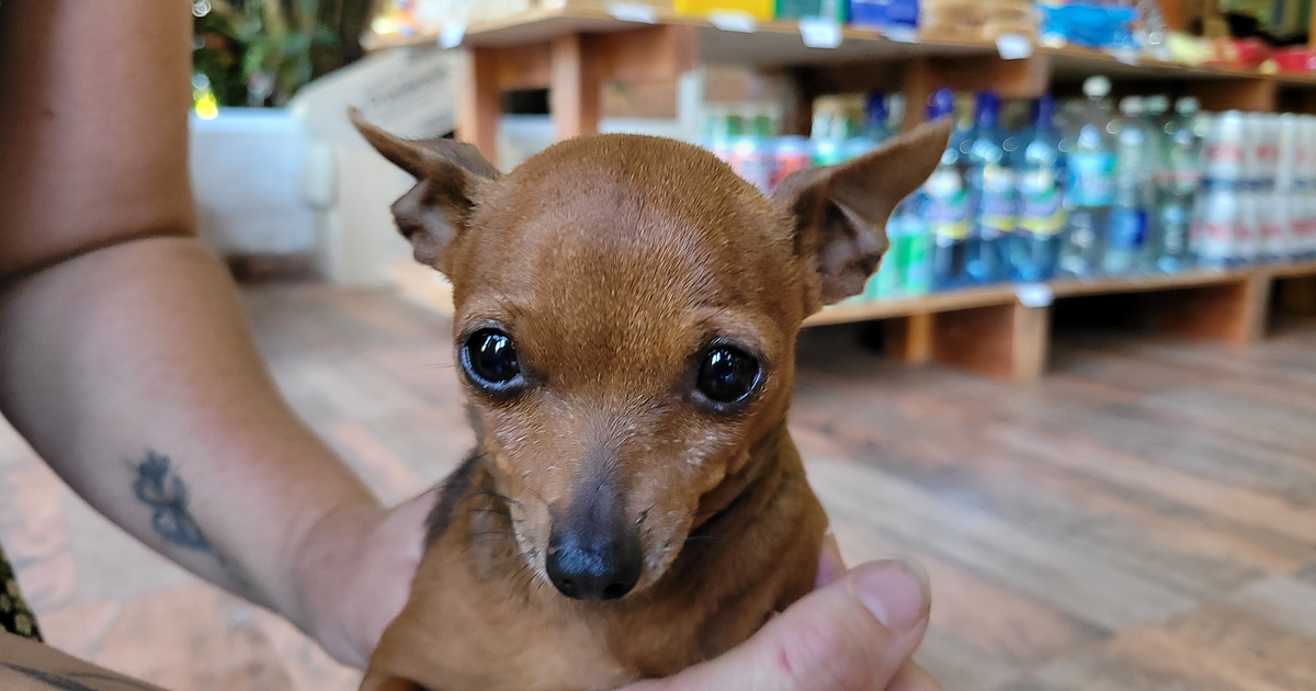 Chihuahua 吉娃娃
