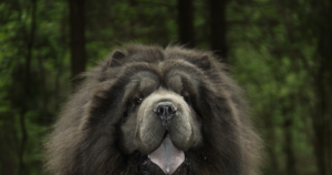 松狮犬的蓝色被毛与毛色淡化性脱毛症（CDA・MLPH）：只查 d1 的检测，对松狮犬基本没有意义