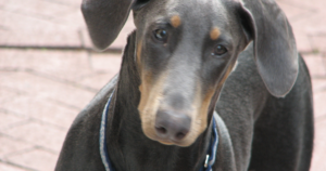 Color Dilution Alopecia in the Doberman Pinscher: 42 of 57 Dogs — the Study That Put a Number on Blue and Fawn