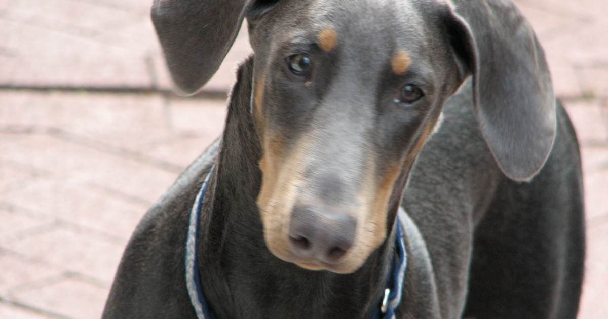 Blue (dilute) Doberman Pinscher
