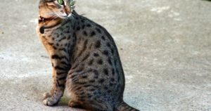 PK-Mangel bei der Ägyptischen Mau: Neun Trägertiere unter 36 getesteten Katzen — und drei Länder mit drei Regelwerken