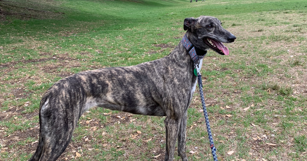 Greyhound