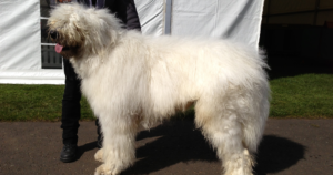Vitamin-B12-Malabsorption beim Komondor (CUBN): 8,3 % Allelfrequenz in Nordamerika — und ein Gentest für 62 Euro