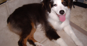 Cone Degeneration in the Miniature American Shepherd: Your Parent Club Files This Test Under “Optional” — and Says the Disease Is Already Here