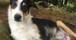 Vitamin B12 Malabsorption (CUBN) in New Zealand Heading Dogs: the Top Finding of Massey’s 249-Dog Genome Survey — and How to Test from the US, UK and NZ
