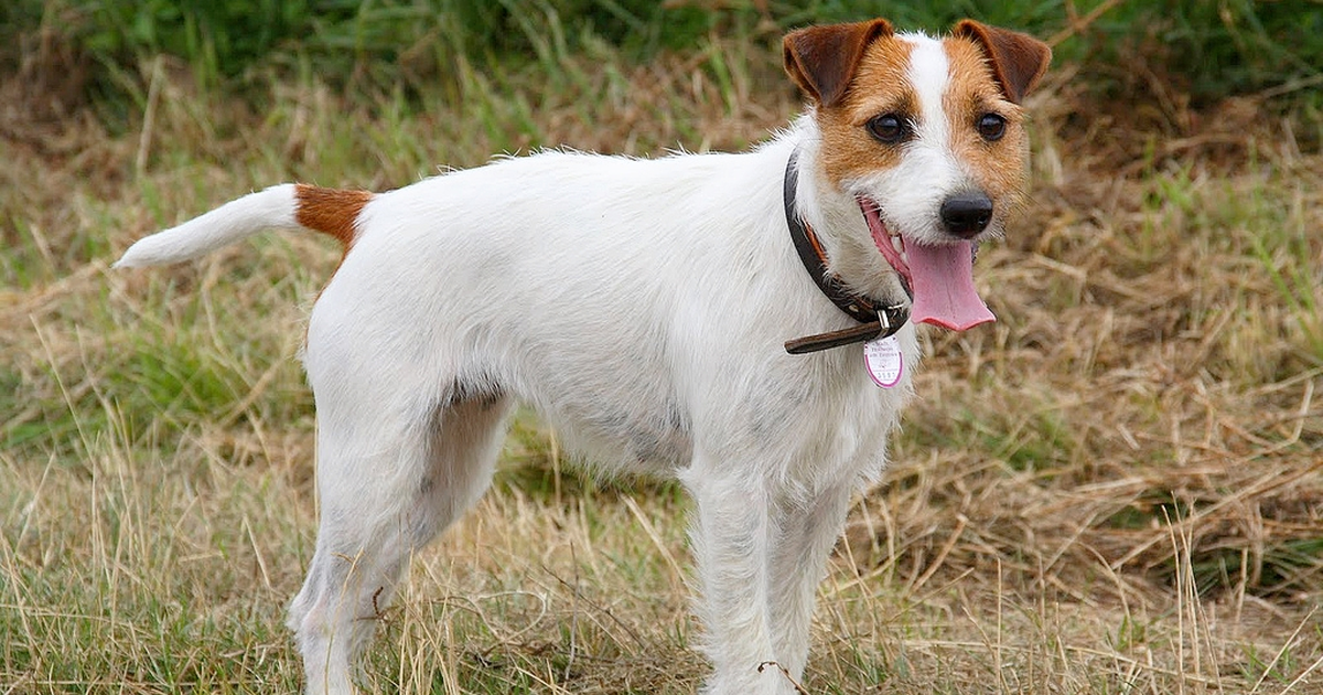Parson Russell Terrier
