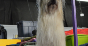 比利牛斯牧羊犬与「陨石色」基因（M位点·PMEL）：单陨石耳聋率3.5%，双陨石25%，看不出花纹也可能携带