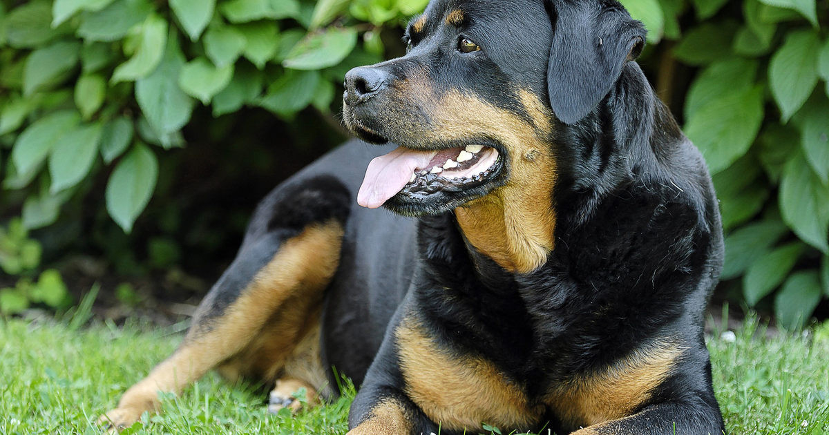 Nahaufnahme eines liegenden Rottweilers im Gras