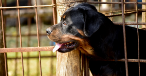 罗威纳犬的NVSD／JLPP（RAB3GAP1 基因）：3-4月龄发病、携带率约18%，以及在中国大陆怎么做这项检测