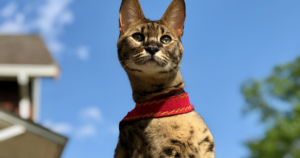 PK Deficiency in the Savannah Cat: Eleven Cats Are the Whole Evidence Base — and Why That Changes What You Should Do